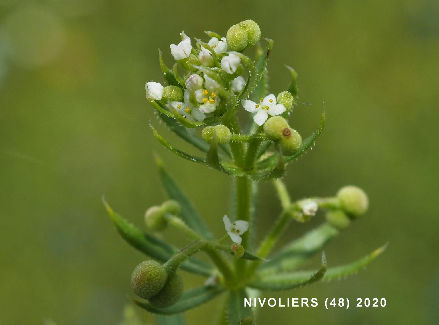 Bedstraw, Corn